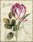 Garden View II - Tulip Poster Print by Lisa Audit - Item # VARPDX10377